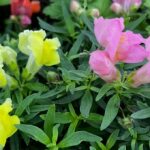 Pink and Yellow Snapdragons