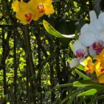 Yellow and White Orchids