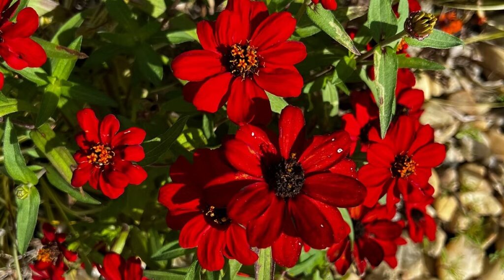 Dark Red Cosmos
