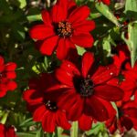 Dark Red Cosmos