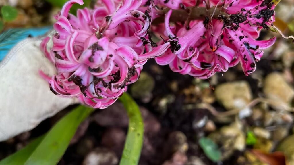 Pink Hyacinth