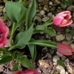 Pink Tulips