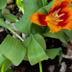Orange Tulips