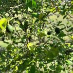Citrus Cocktail Tree