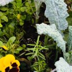 Kale and Pansies