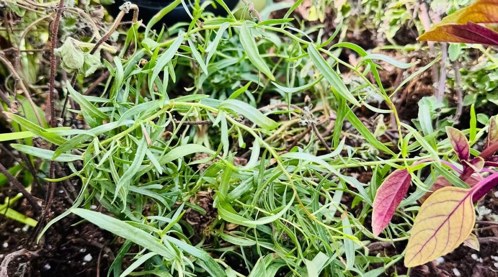 French Tarragon