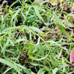 French Tarragon