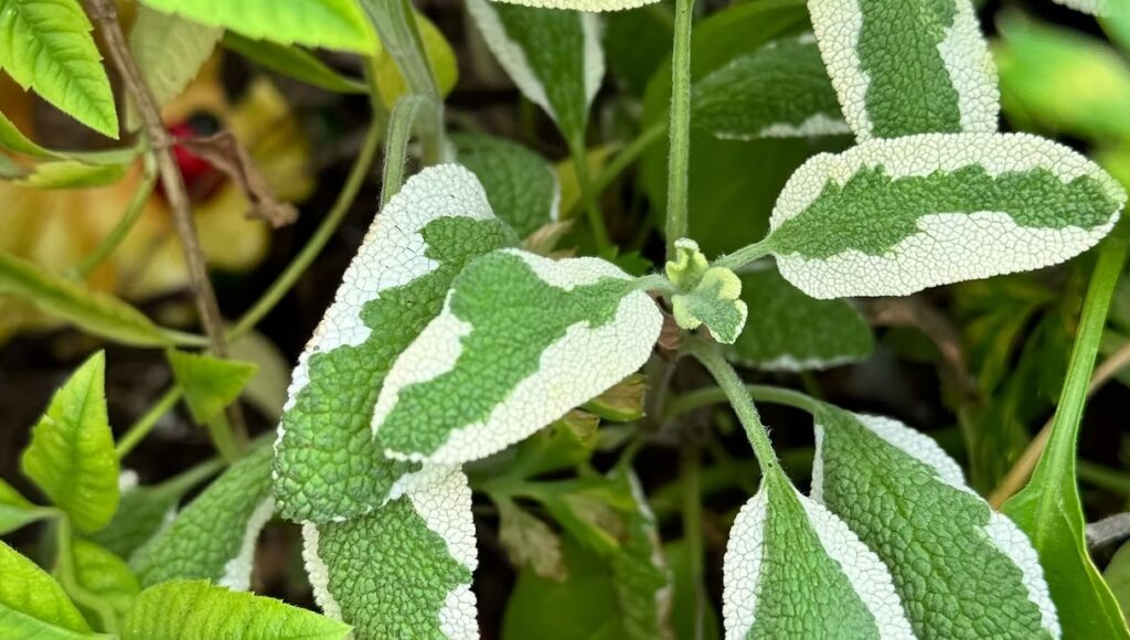 Bi-Colored Sage