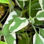 Bi-Colored Sage
