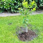 Lemon Tree
