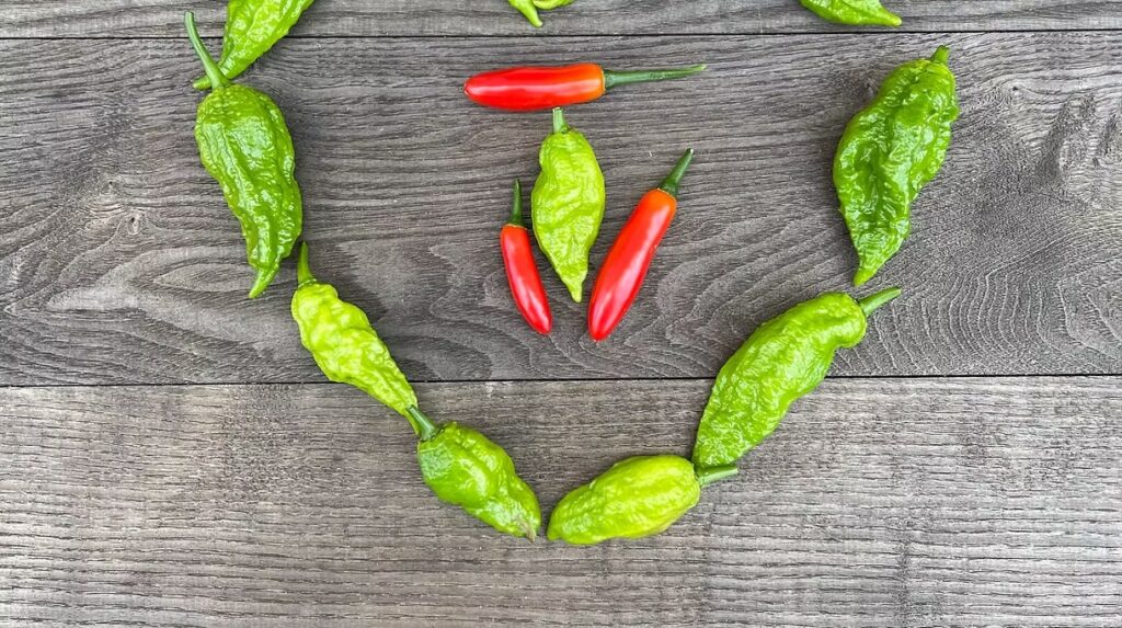 Heart Shaped Pepper Harvest