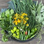 Colander Harvest Sage, Chives, Peppers, Tarragon and Oregano