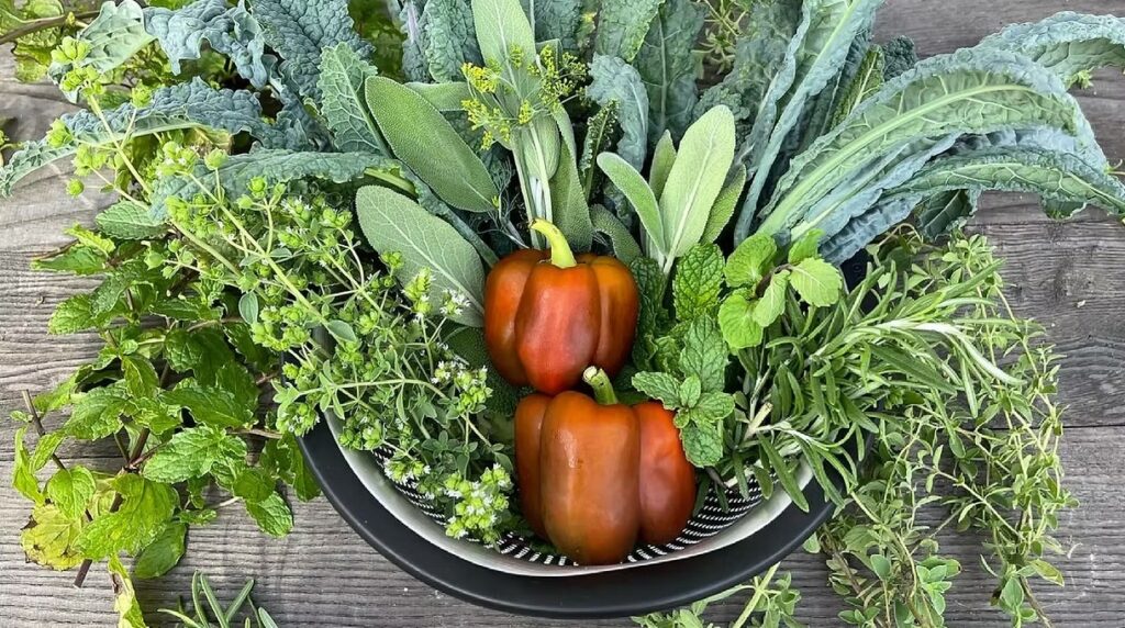 Colander Harvest of Kale, Peppers, and Herbs with Clippers