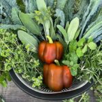 Colander Harvest of Kale, Peppers, and Herbs with Clippers