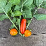 Arugula and Chili Peppers Harvest