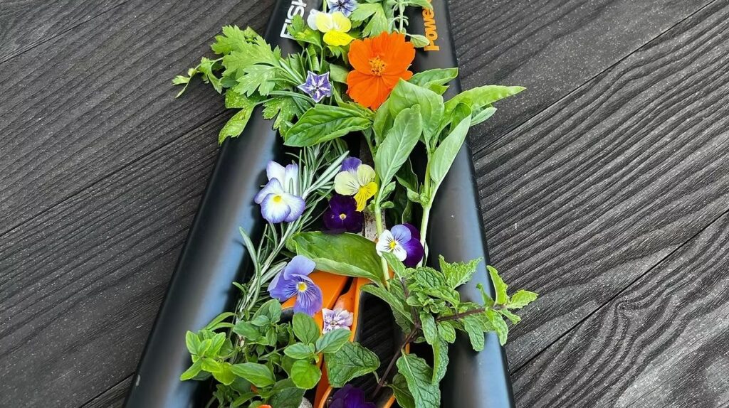 Gloves and Pruning Shears Harvest