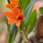 Mini Cattleya Orchid