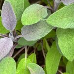 Purple Sage