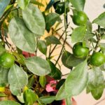 Calamondin Tree