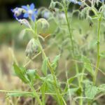 Borage