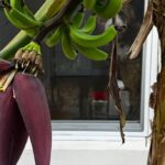 Banana Tree Flower with Bananas
