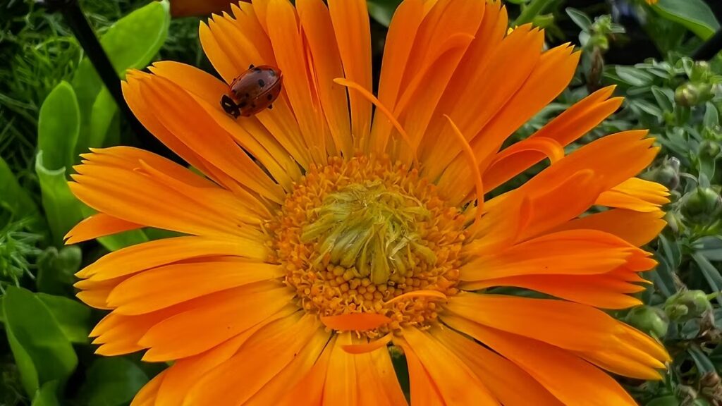 Calendula