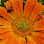 Calendula