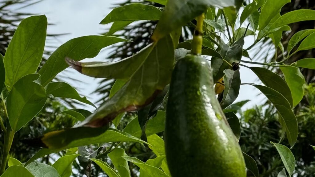 Florida Avocado Tree