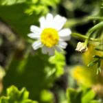 Chamomile
