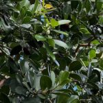 Guava Berry Tree