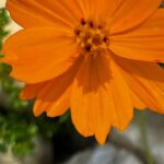 Orange Cosmos