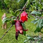 Pomegranate Tree