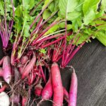 Radish Harvest