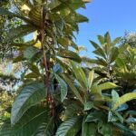 Loquat Tree