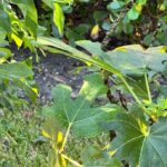 Fig Tree