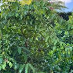 Achacha Plant