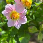 Pink Dahlia