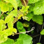 Lemon Balm and Mint