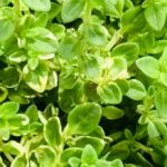 Variegated Thyme