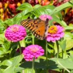 Butterfly on vibrant pink flowers