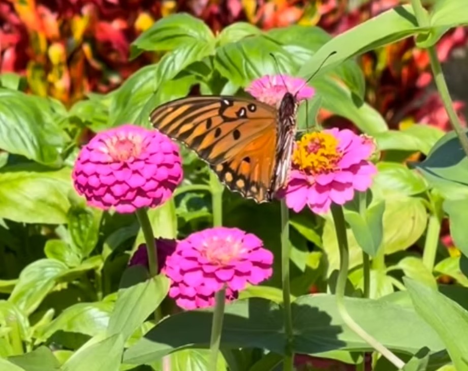 Butterfly on vibrant pink flowers