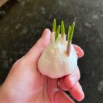 Sprouting garlic bulb in hand