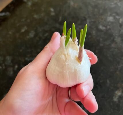 The Ultimate Guide to Seed Saving and Regrowing Your Favorite Vegetables