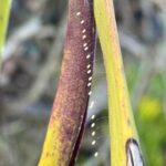 Close-up of plant with tiny lacewing eggs