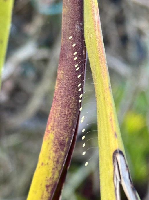 Close-up of plant with tiny lacewing eggs