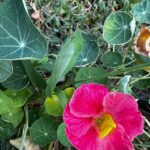 Unlocking the Incredible Benefits of Cultivating Nasturtiums in Your Garden