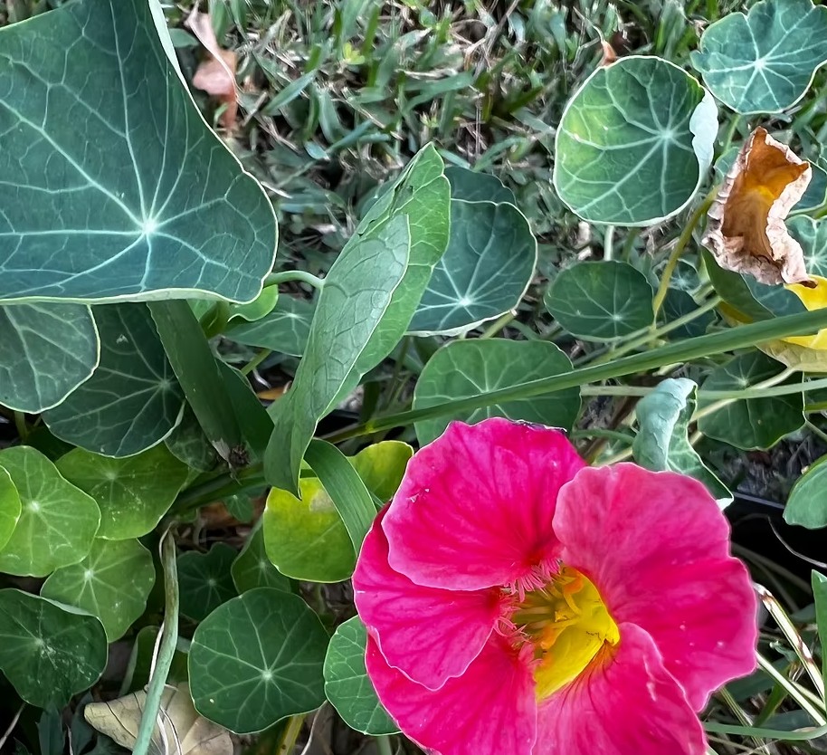 Unlocking the Incredible Benefits of Cultivating Nasturtiums in Your Garden