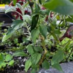 Green jalapeño plant with leafy branches
