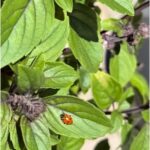 Ladybug on green basil leaves