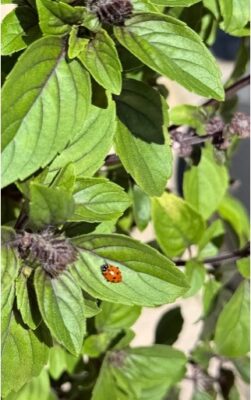 How to Control Pests in Raised Bed Gardens (Naturally)
